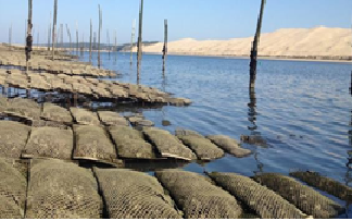 Les bancs d’huîtres