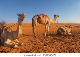 59 mille Images et Photos de Dromadaires Libres de Droits | Shutterstock